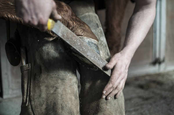 farrier horse