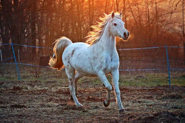 horse running